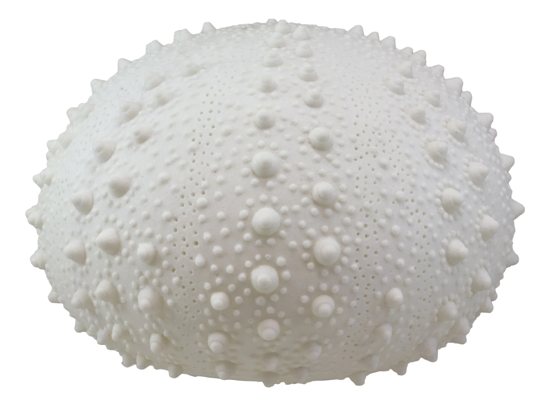 15"D Beach Ocean White Sea Urchin Shell Light Up Frosted Glass Natural Sandstone - Image 4