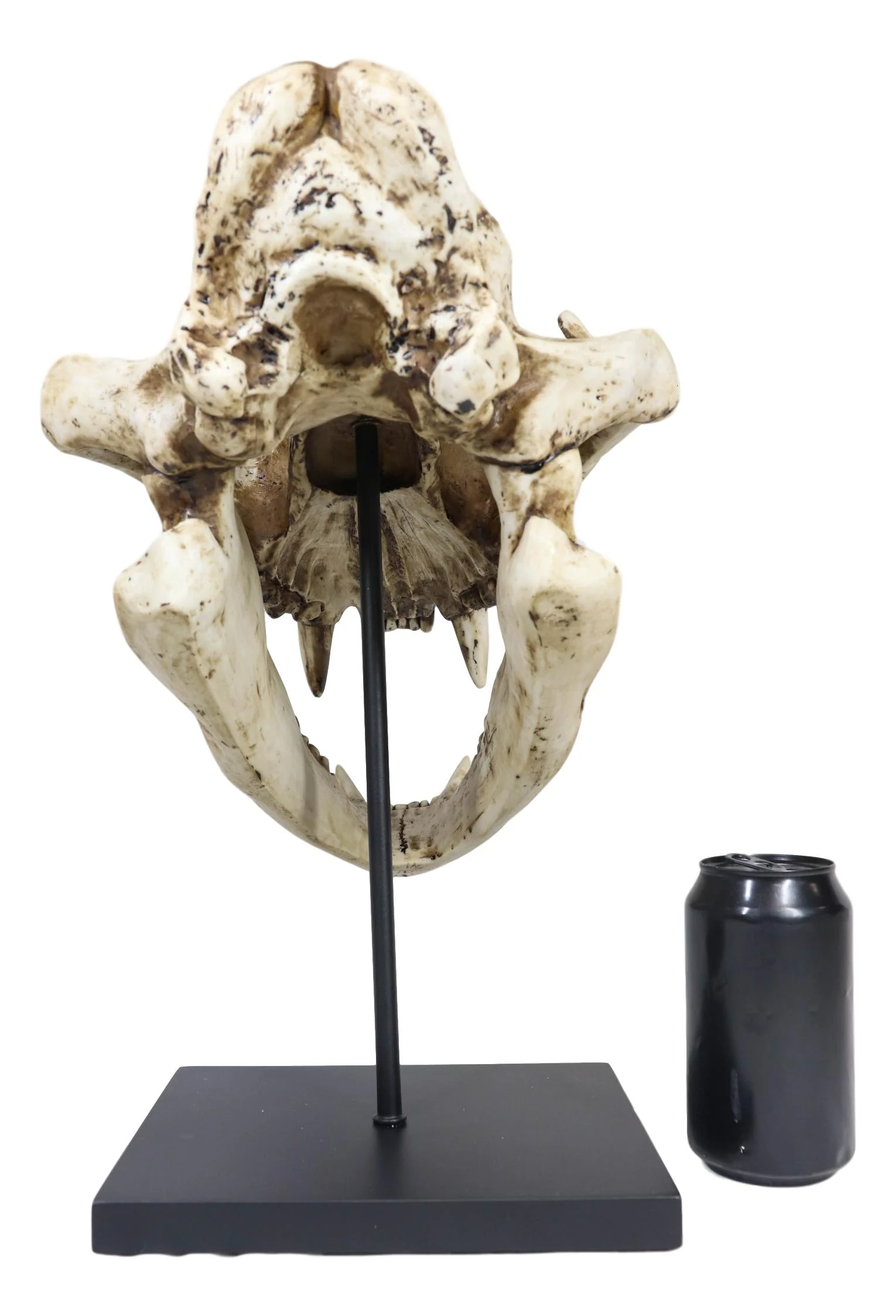 African Lion Fossil Skull Baring Jaws and Teeth Statue On Museum Pole Mount 14"H - Image 8