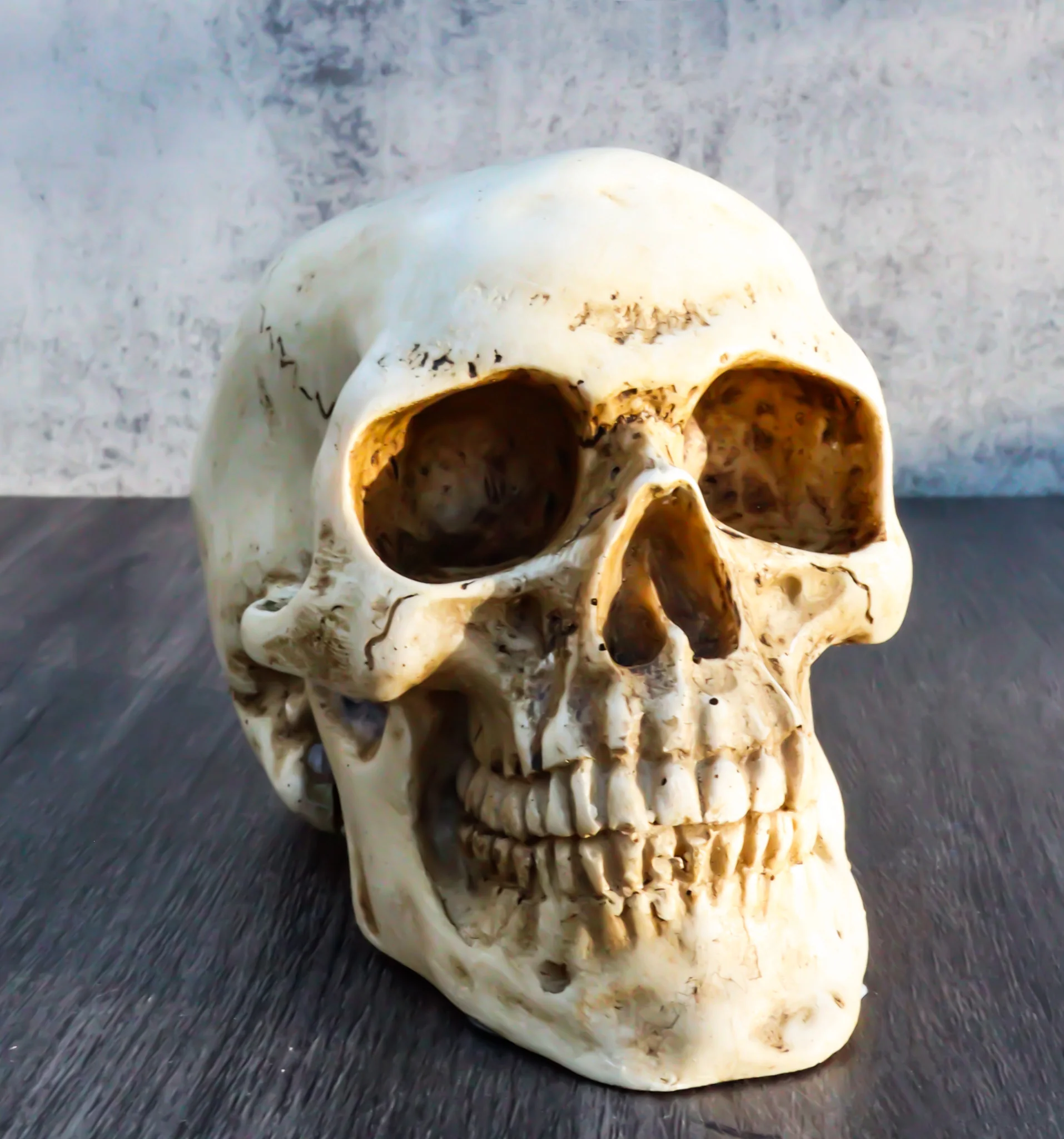 Ebros Paleoanthropology Homosapien Mini Skull Collectible Figurine 4.5"L - Image 10