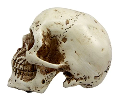 Ebros Paleoanthropology Homosapien Mini Skull Collectible Figurine 4.5"L - Image 5