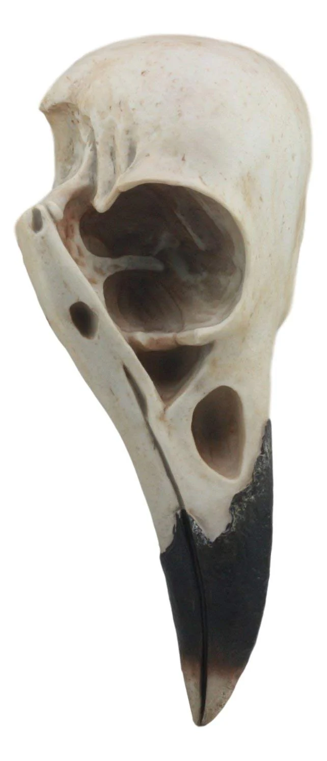 Ebros Large Raven Crow Skull Wall Decor 3D Harbinger Of Doom Corvus Scavenger Bird Wall Plaque 15.75"Tall Taxidermy Art Decor Sculpture - Image 2