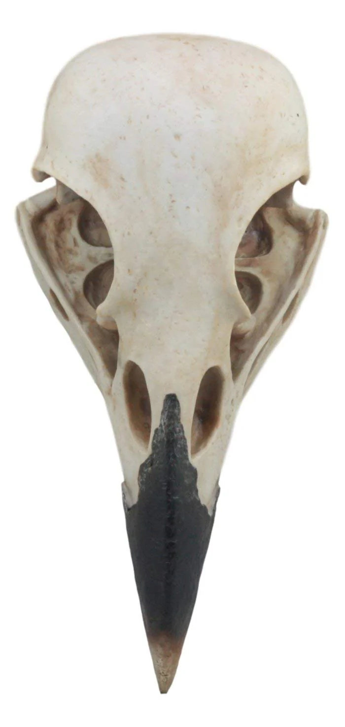Ebros Large Raven Crow Skull Wall Decor 3D Harbinger Of Doom Corvus Scavenger Bird Wall Plaque 15.75"Tall Taxidermy Art Decor Sculpture - Image 3