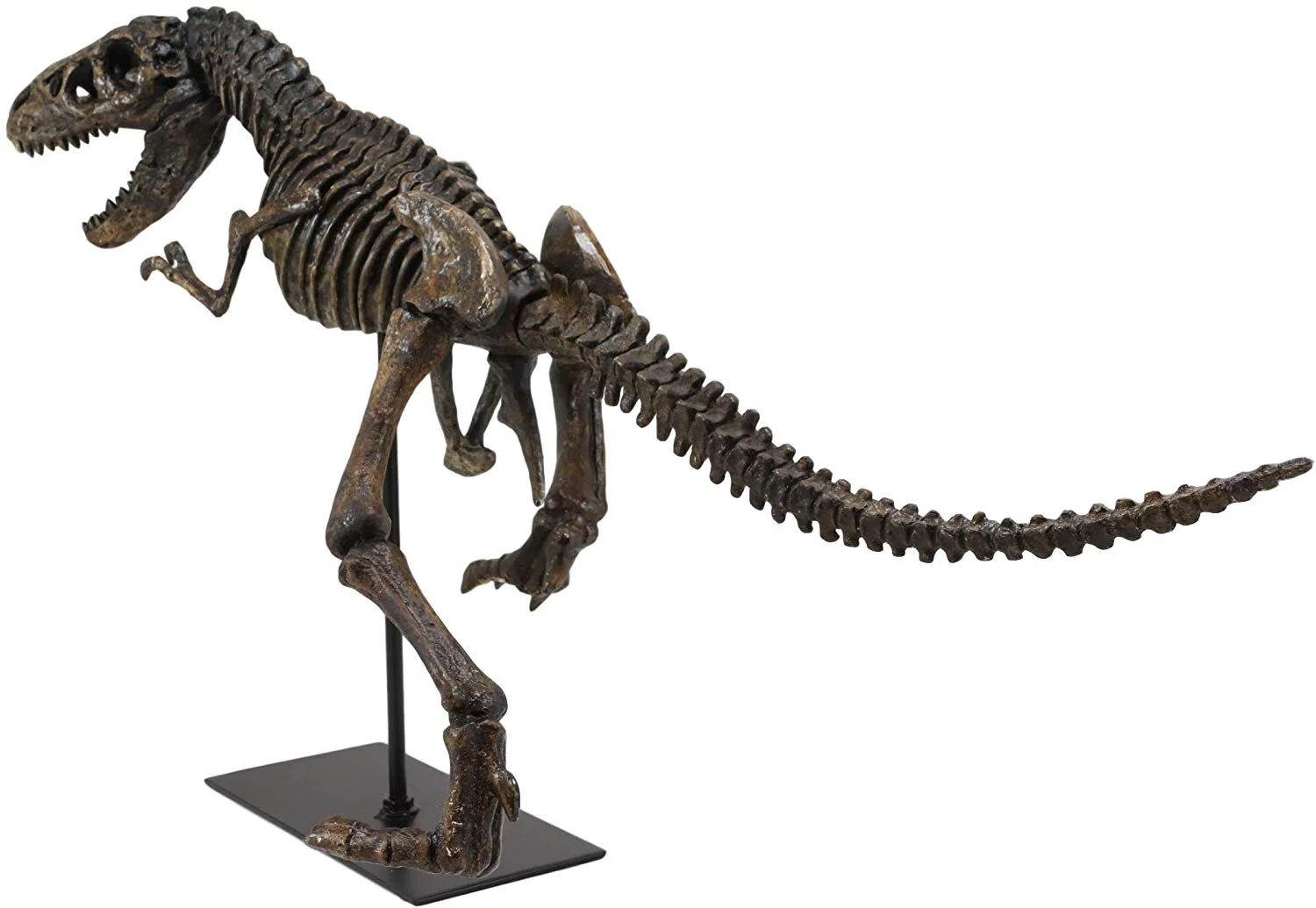 Ebros Jurassic Dinosaur Tyrannosaurus Rex Fossil Skeleton Statue On Museum Mount 24"L - Image 4