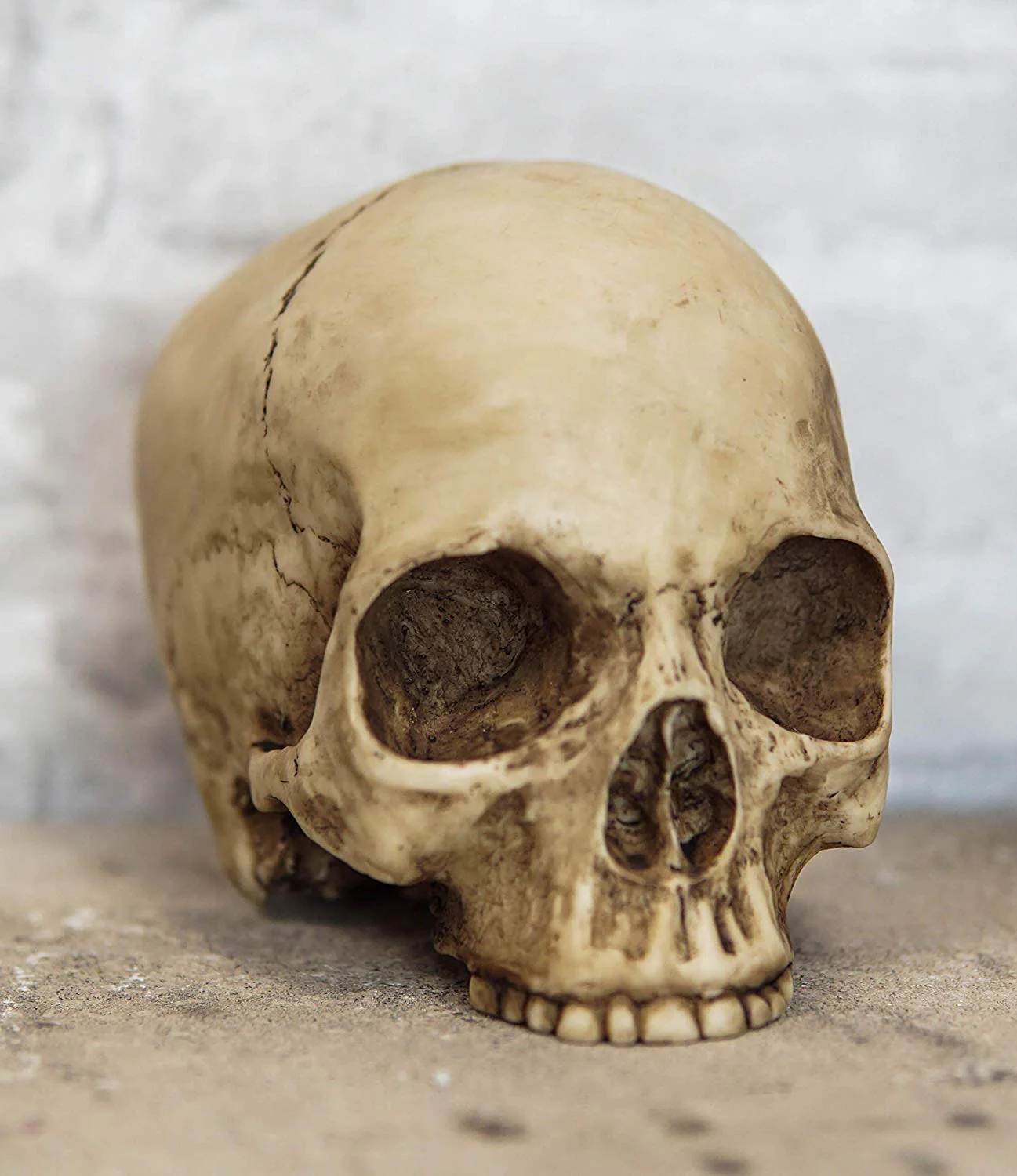 Ebros Realistic Homo Sapiens Jointed Human Half Jawless Skull Statue 7" Long - Image 2