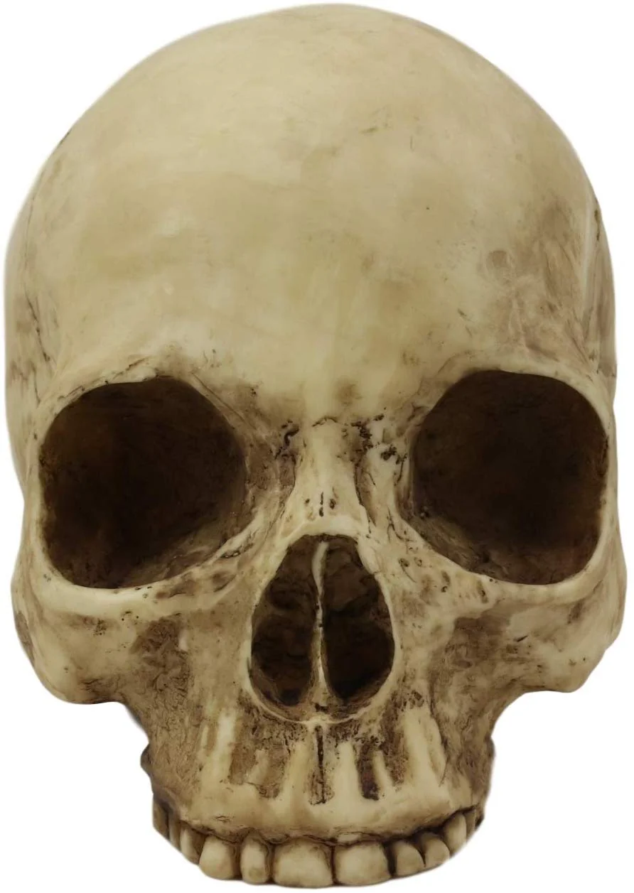 Ebros Realistic Homo Sapiens Jointed Human Half Jawless Skull Statue 7" Long - Image 3