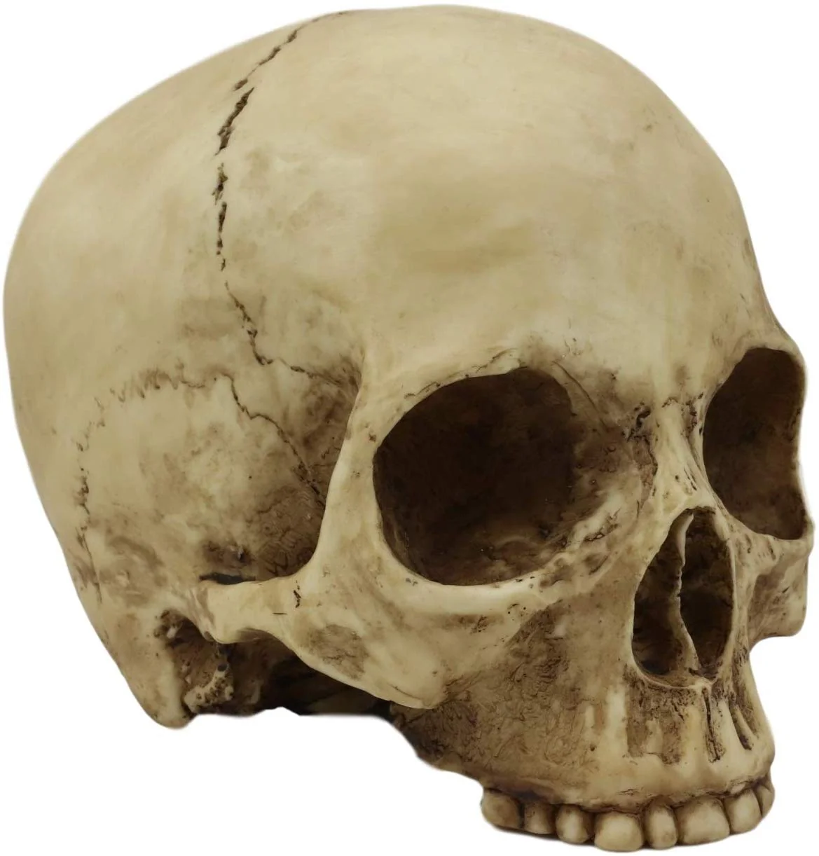 Ebros Realistic Homo Sapiens Jointed Human Half Jawless Skull Statue 7" Long - Image 4