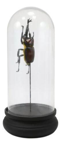 Entomology Rhino Beetle Faux Taxidermy Sculpture in Victorian Glass Dome Cloche - Image 3