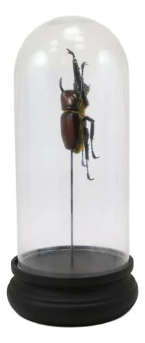Entomology Rhino Beetle Faux Taxidermy Sculpture in Victorian Glass Dome Cloche - Image 4