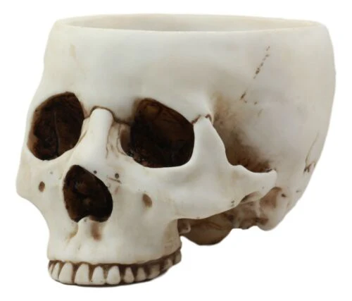 Halloween Skeleton Half Skull Bowl Treat Holder Figurine Homosapien Skull Statue - Image 2
