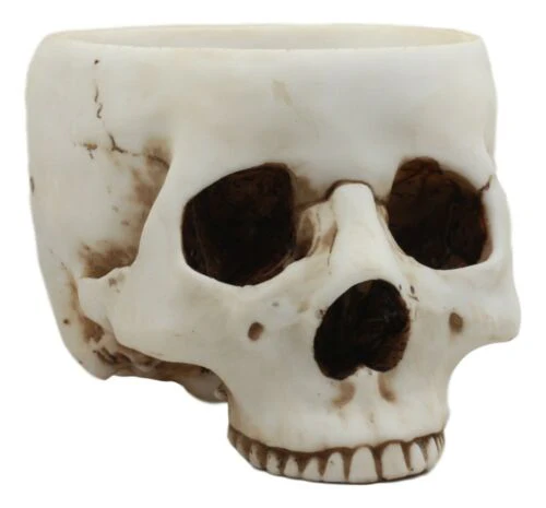Halloween Skeleton Half Skull Bowl Treat Holder Figurine Homosapien Skull Statue - Image 4