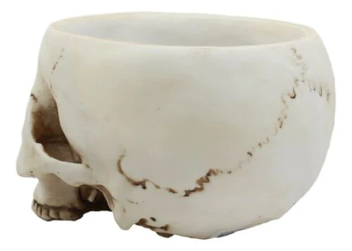 Halloween Skeleton Half Skull Bowl Treat Holder Figurine Homosapien Skull Statue - Image 5