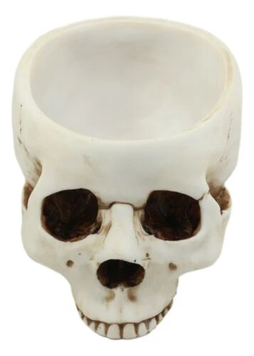 Halloween Skeleton Half Skull Bowl Treat Holder Figurine Homosapien Skull Statue - Image 6