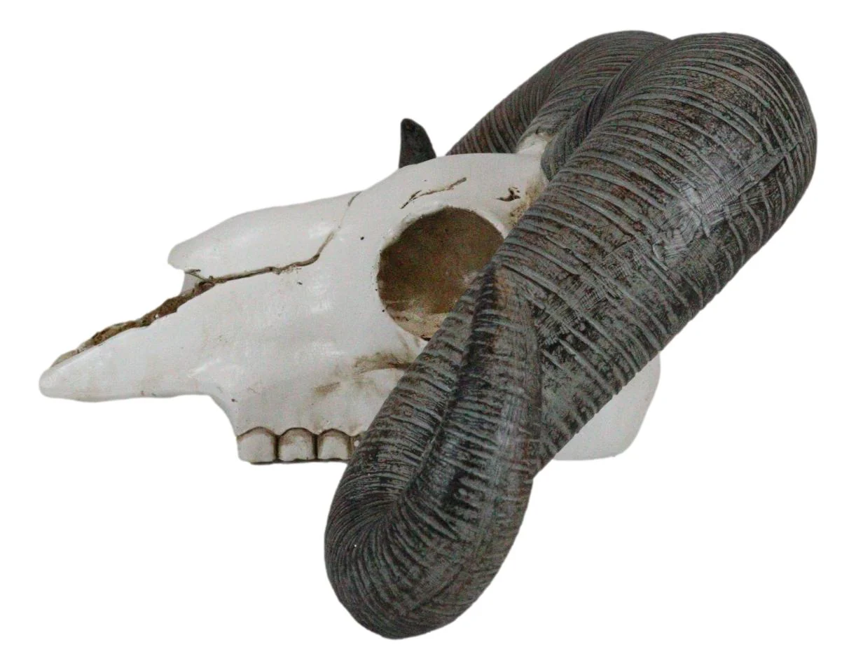 Rustic Majestic Texas Corsican Ram Skull With Horns Wall Decor Trophy 13"Wide - Image 2