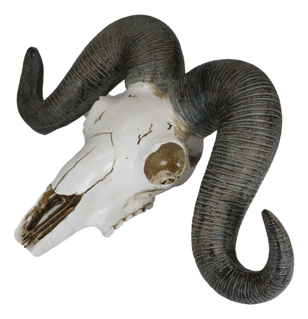 Rustic Majestic Texas Corsican Ram Skull With Horns Wall Decor Trophy 13"Wide - Image 3