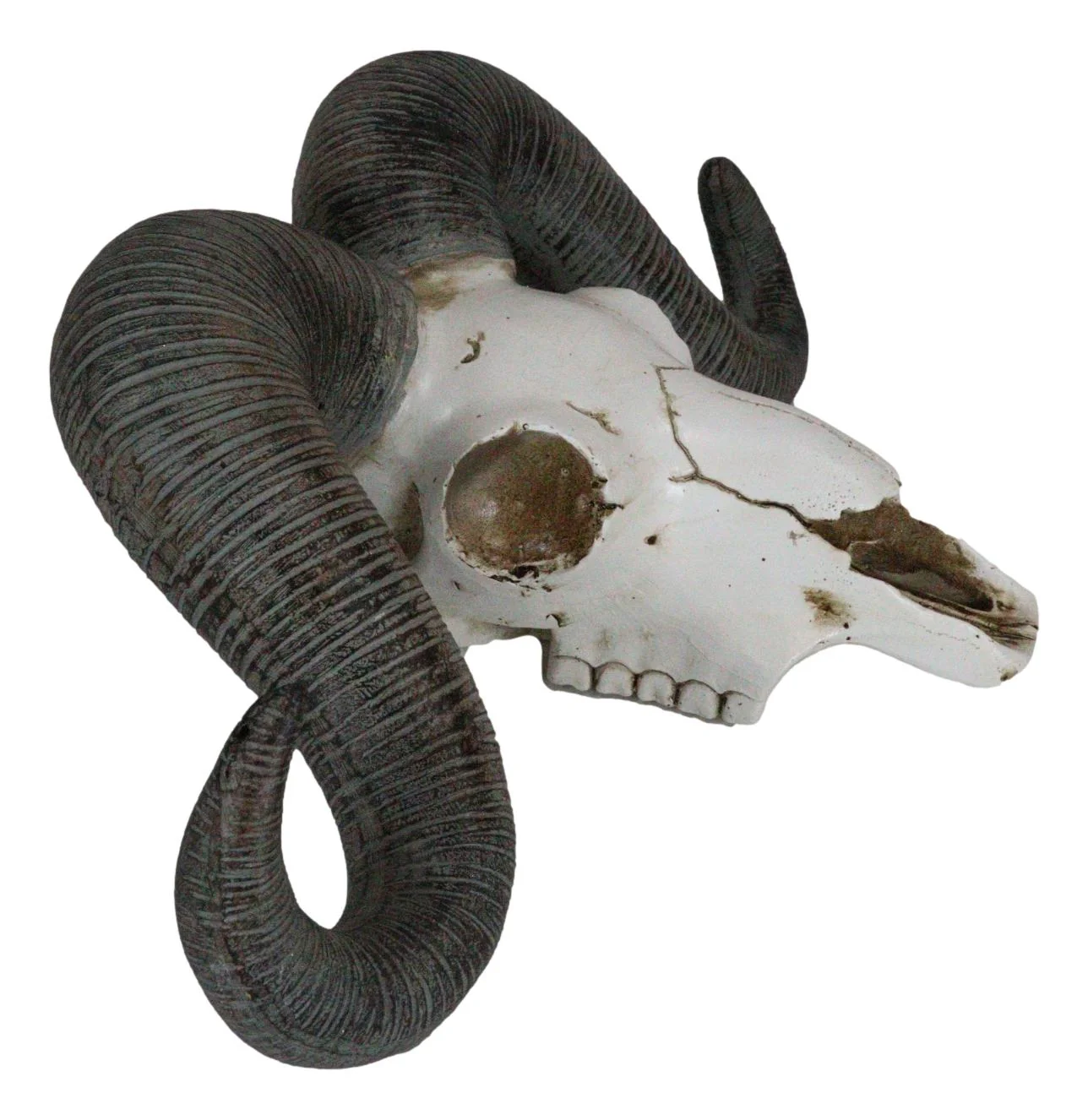 Rustic Majestic Texas Corsican Ram Skull With Horns Wall Decor Trophy 13"Wide - Image 4
