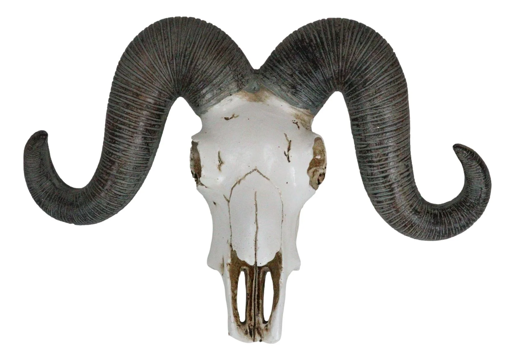 Rustic Majestic Texas Corsican Ram Skull With Horns Wall Decor Trophy 13"Wide - Image 6