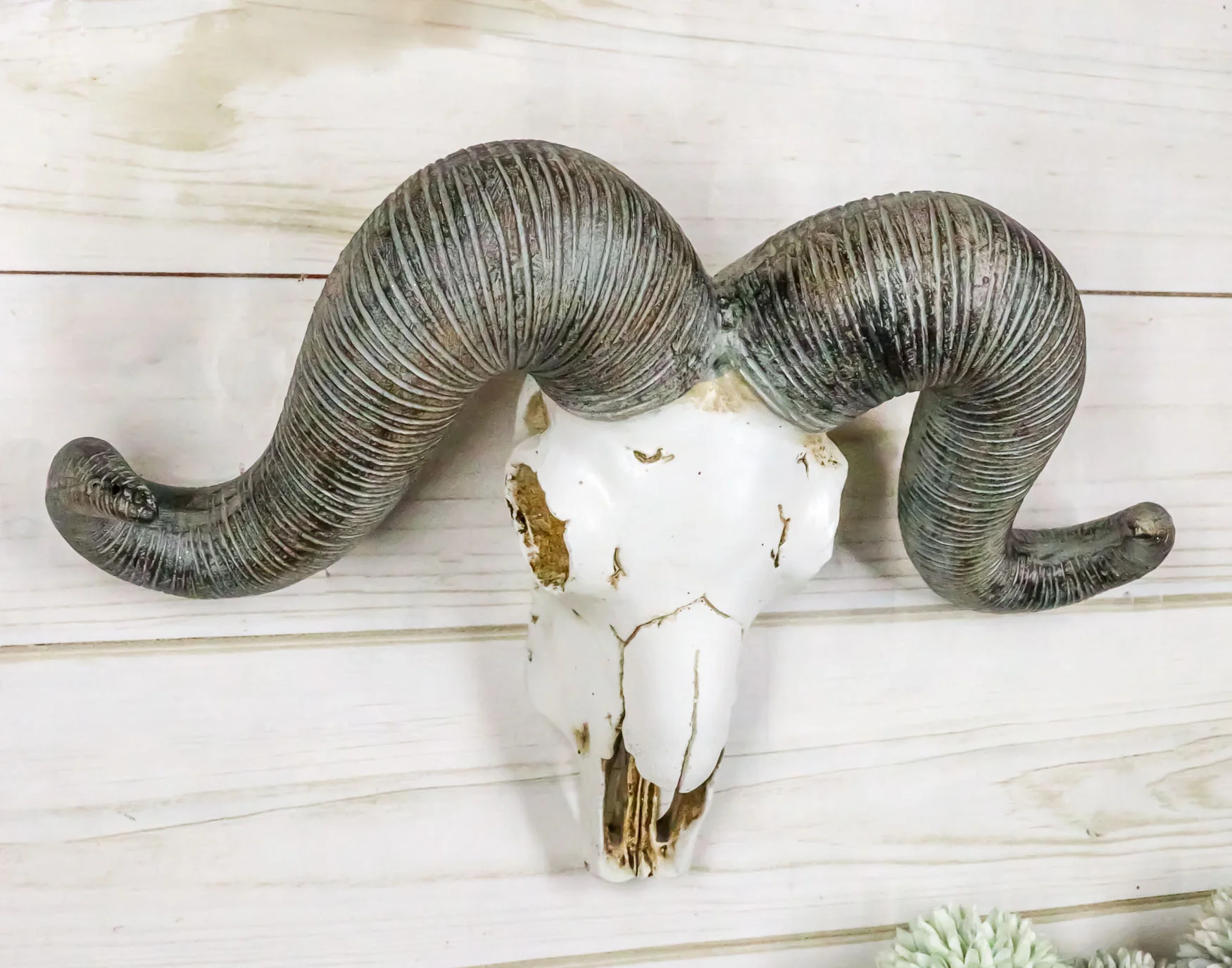 Rustic Majestic Texas Corsican Ram Skull With Horns Wall Decor Trophy 13"Wide - Image 7