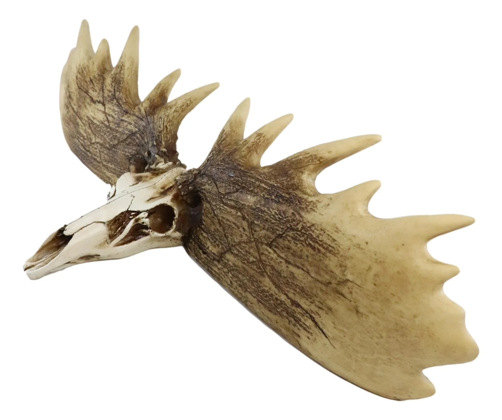 Rustic Western Moose Elk Skull With Point Hook Antlers Wall Floating Shelf 22"L - Image 2