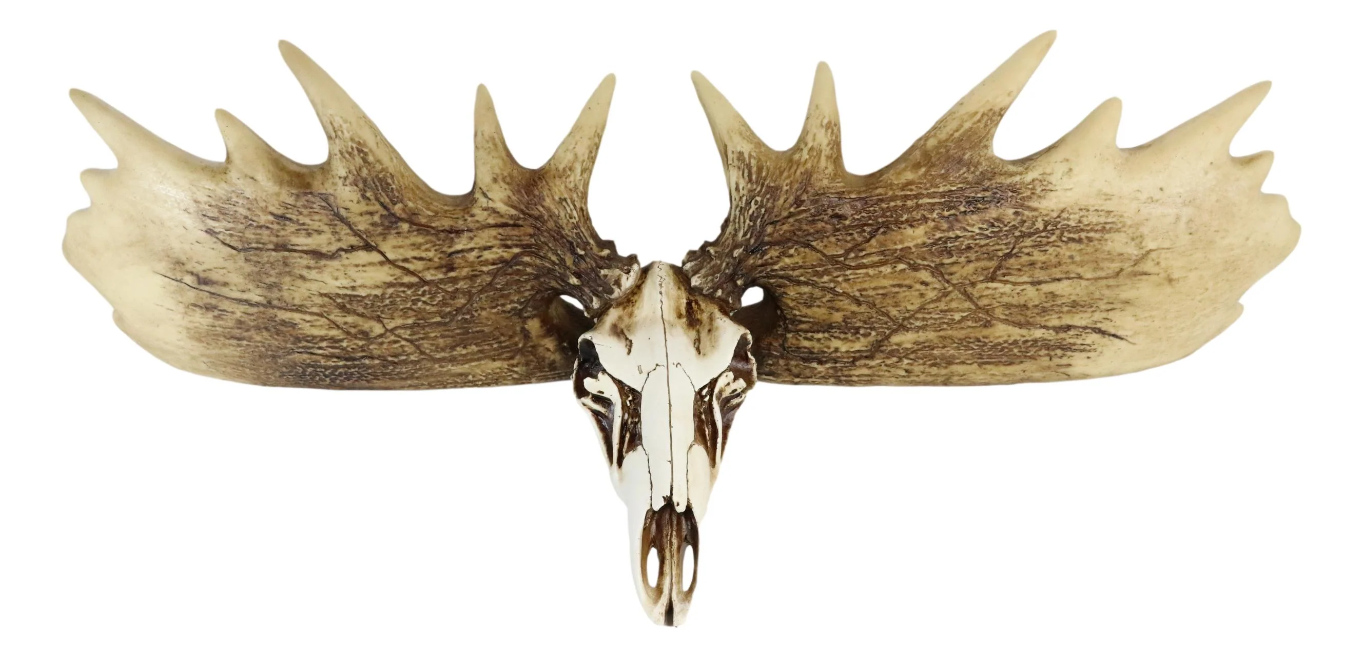 Rustic Western Moose Elk Skull With Point Hook Antlers Wall Floating Shelf 22"L - Image 3