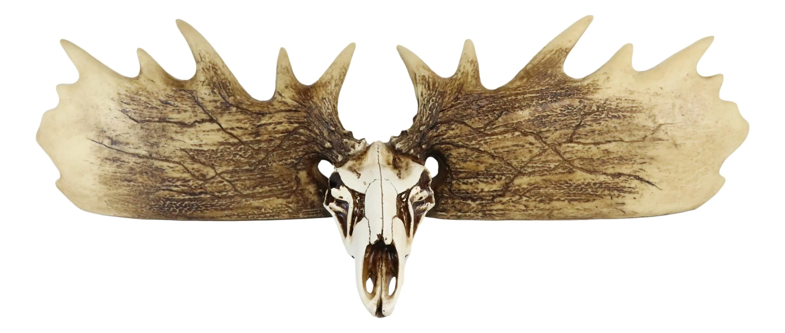 Rustic Western Moose Elk Skull With Point Hook Antlers Wall Floating Shelf 22"L - Image 4