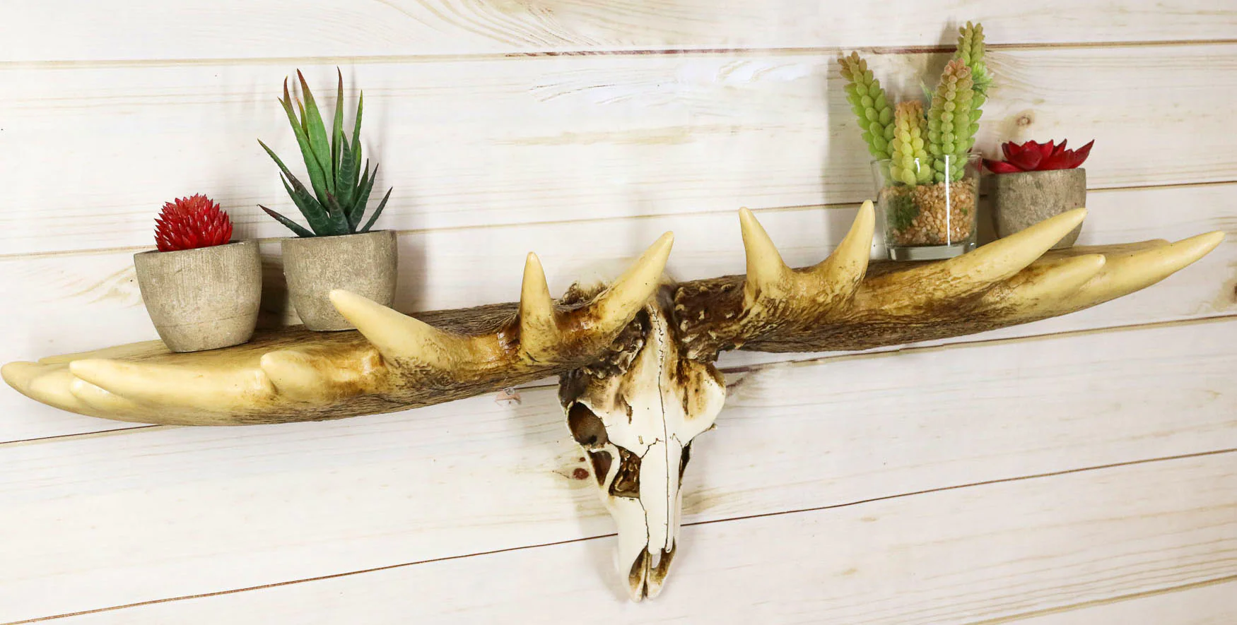Rustic Western Moose Elk Skull With Point Hook Antlers Wall Floating Shelf 22"L - Image 5