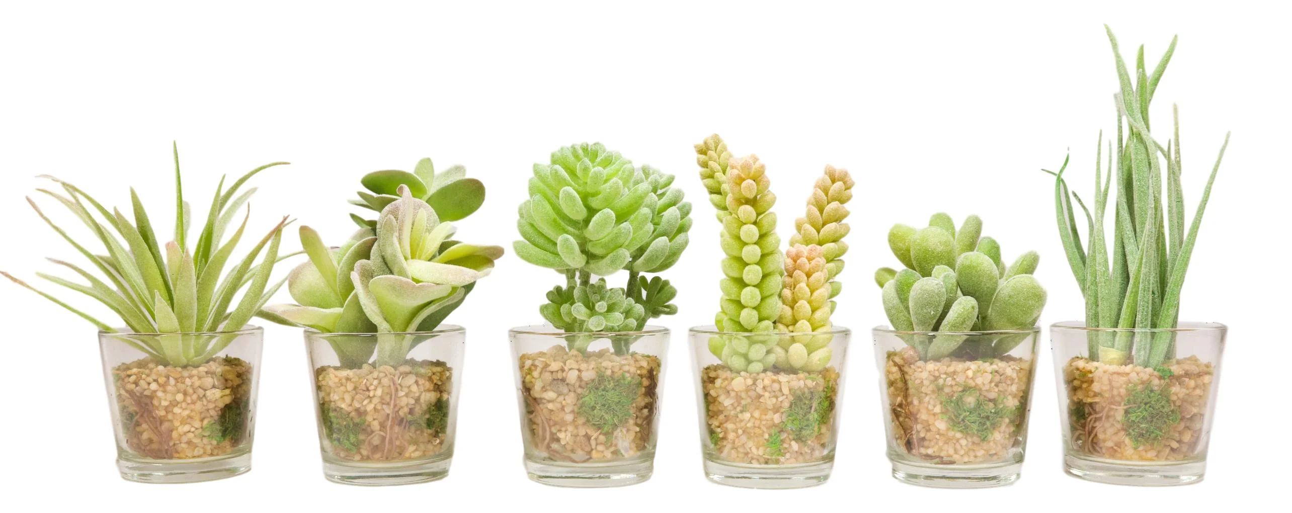 Set Of 6 Realistic Lifelike Artificial Faux Botanica Succulents In Glass Pots - Image 2