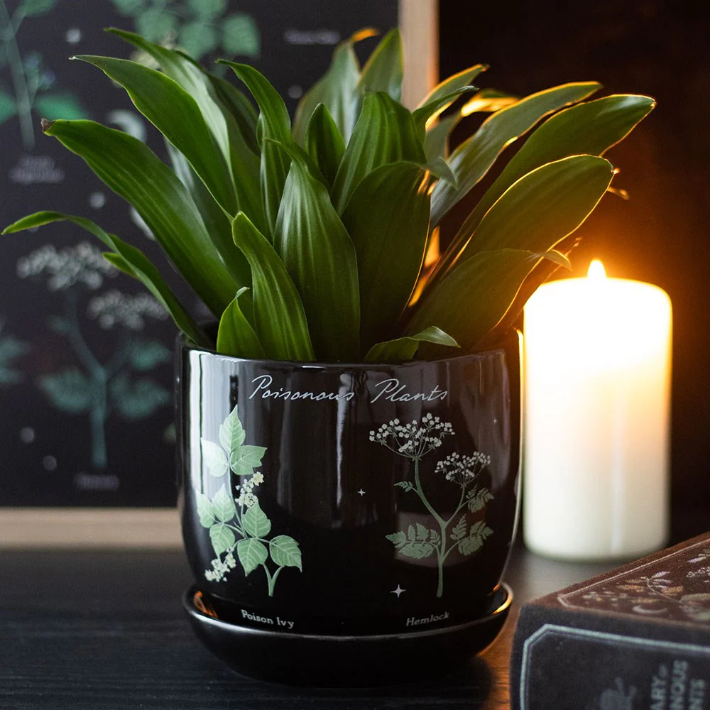 Witchcraft Magic Dark Forest Poisonous Plants Ceramic Planter Pot W/ Saucer Set